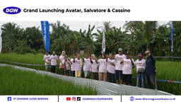 Grand Launching Avatar, Salvatore & Cassino