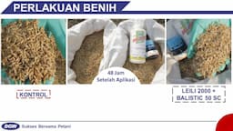 Budidaya Tanaman Padi Dengan Perlakuan Benih