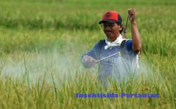 Insektisida Pertanian Sebagai Pengendali Hama