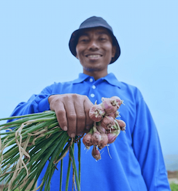 Tips Budidaya Tanaman Bawang Merah: Cara Ampuh Mengendalikan Rumput, Gulma Terkendali Sejak Dini