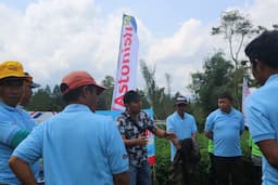 Petani Kentang Tanah Karo Akui Keungggulan Nutrisi Tanaman