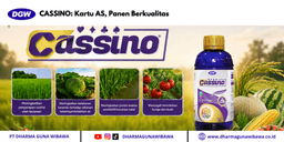 CASSINO: Kartu AS Panen Berkualitas