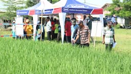 FARMER FIELD DAY SPESIAL AVATAR 400 SC: GULMA TUNTAS PADI BERKUALITAS