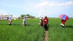 Agrofair DGW 2022 Pemalang: Tingaktkan Produktivitas Padi di Desa Widodaren