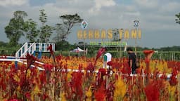 Gerbas Tani - Kegiatan Belanja Sayuran di Lahan Petani